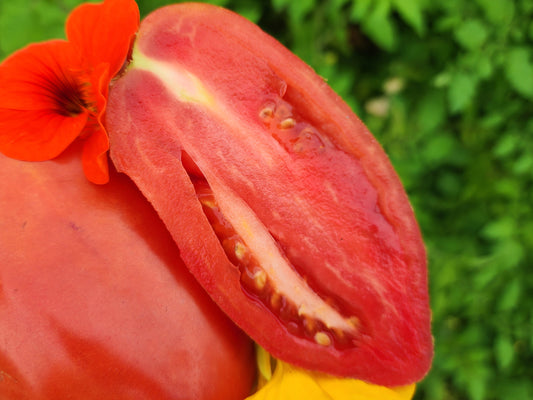San Marzano Redorta Tomato Seeds
