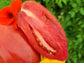 San Marzano Redorta Tomato Seeds