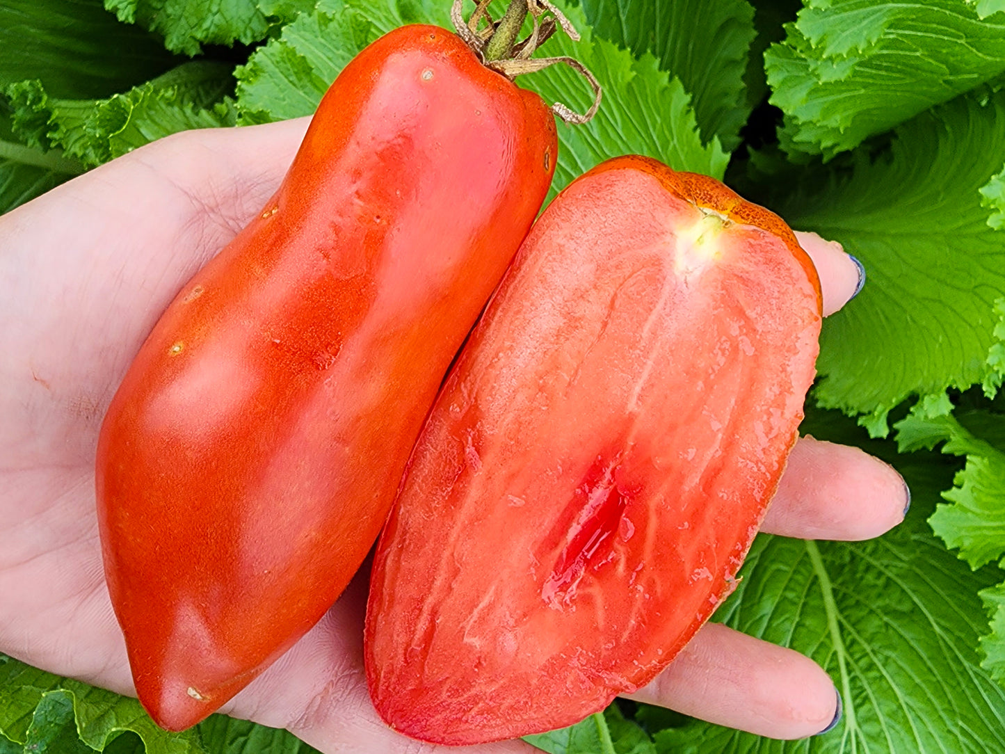 San Marzano Redorta Tomato Seeds