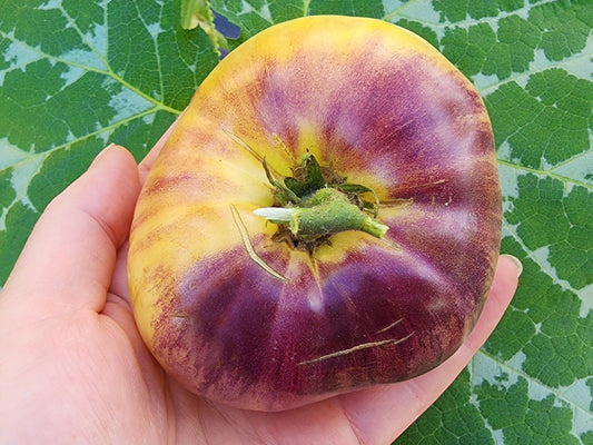 Sart Roloise Tomato Seeds