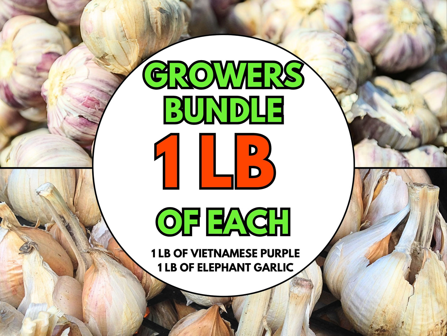 🧄 PRESALE – Vietnamese Purple & Elephant Garlic | Ships September 2026 | Grow Your Own Gourmet Garlic