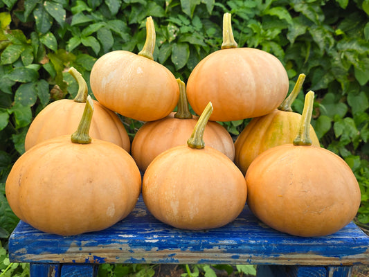 Seminole Pumpkin Seeds