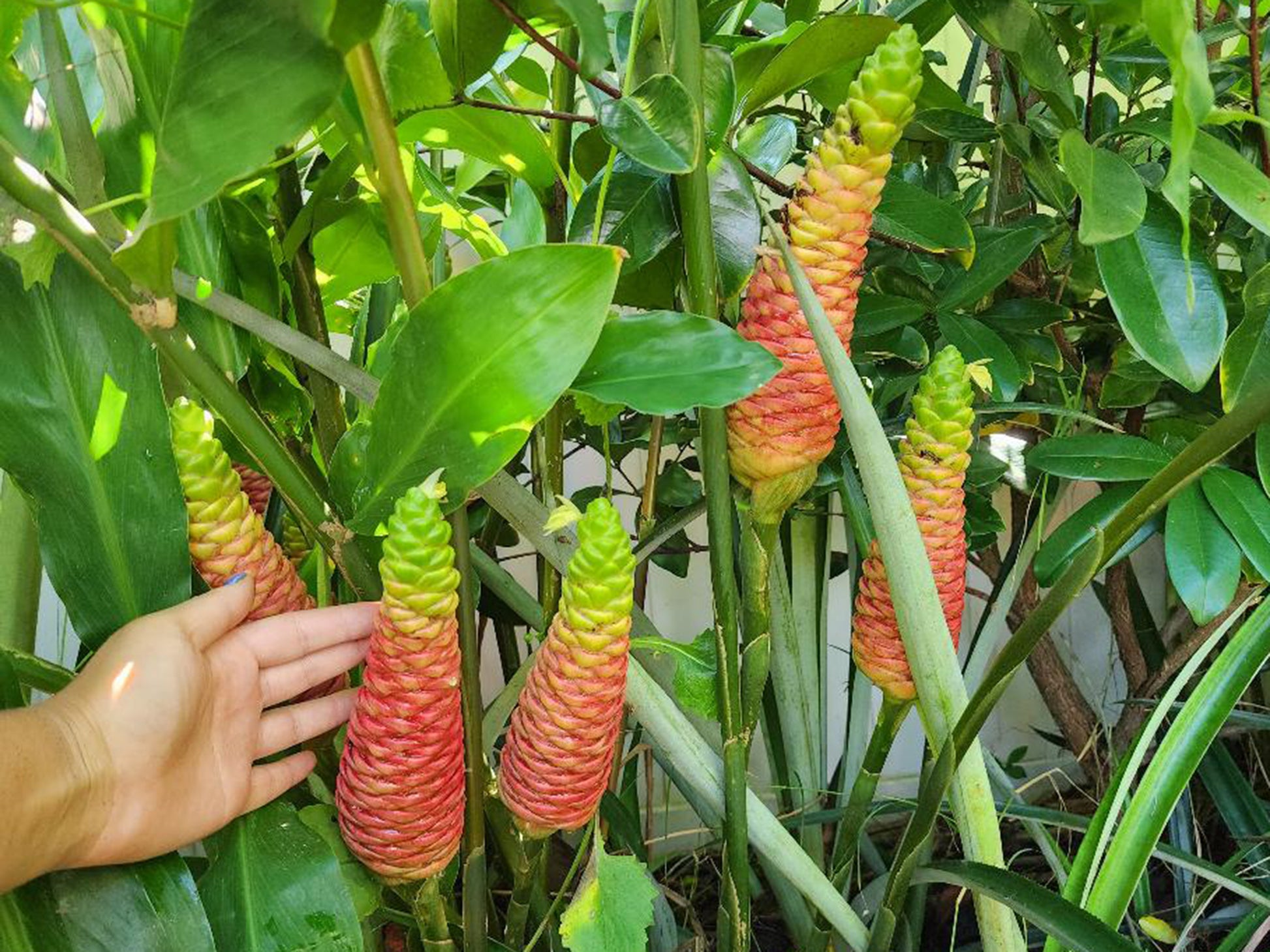 shampoo flower seeds Shampoo Ginger – Live Awapuhi Plant in 4" Pot – Jerra's Garden