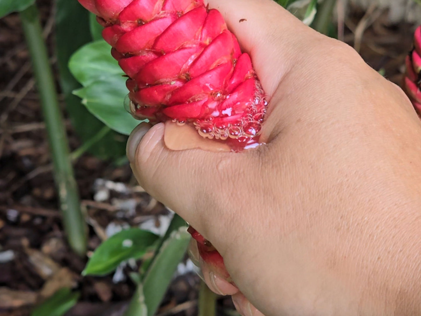 Shampoo Ginger Sprouted LIVE Plant - 4 inch pot