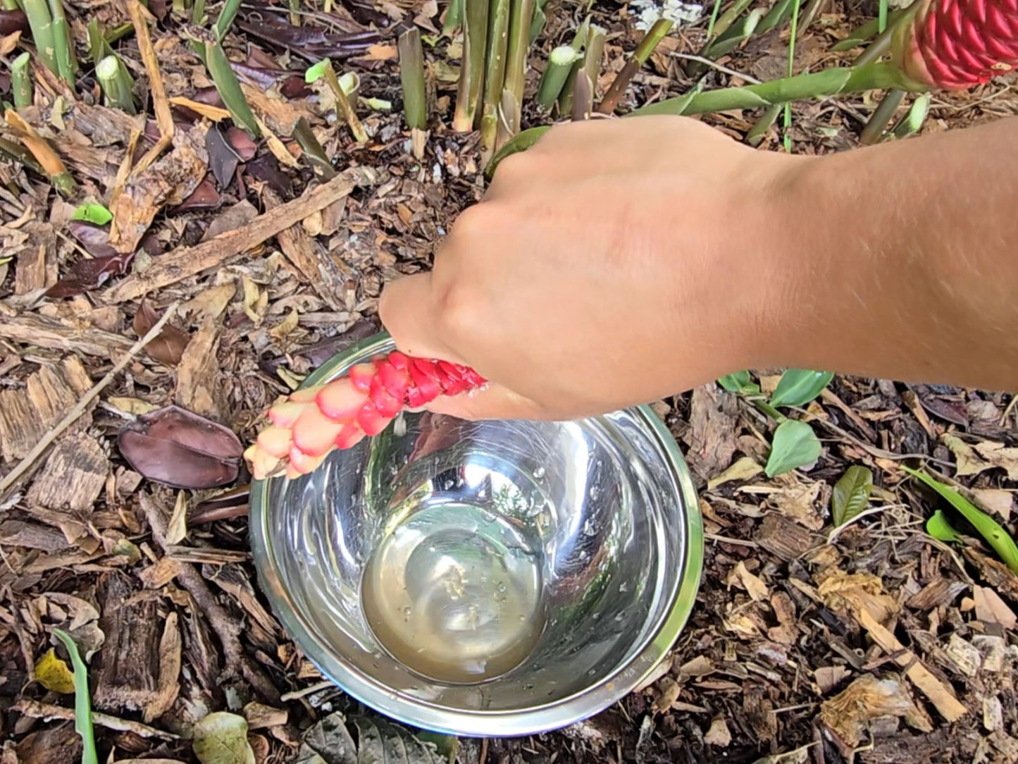 Shampoo Ginger Sprouted LIVE Plant - 4 inch pot