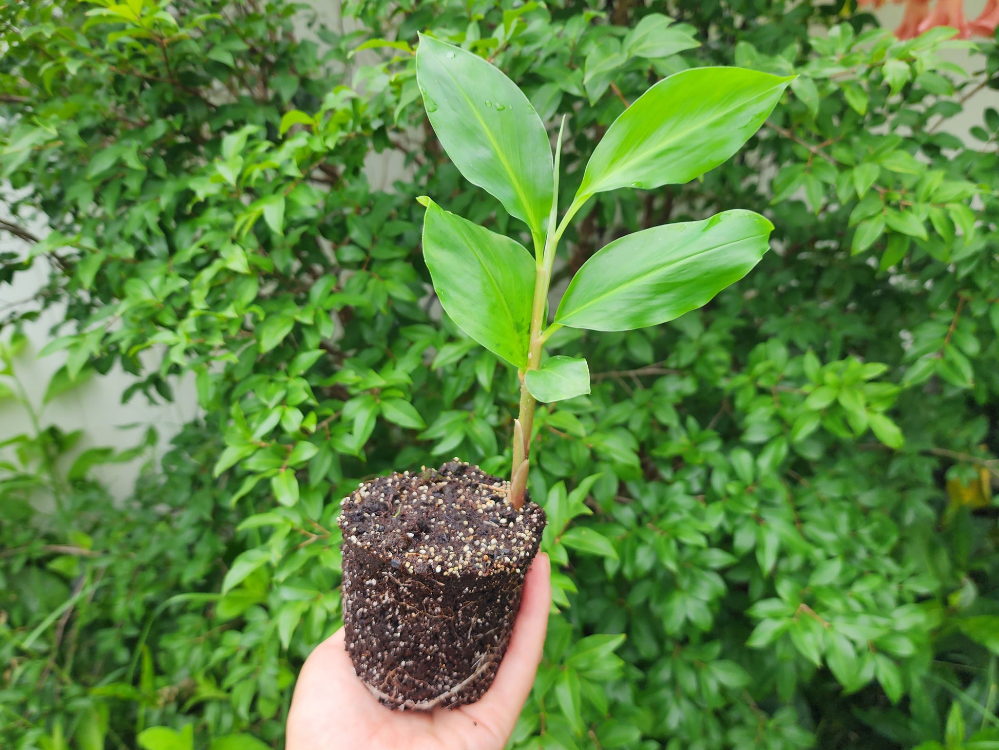 ginger potted plant Shampoo Ginger – Live Awapuhi Plant in 4" Pot – Jerra's Garden
