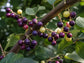 Sherbert Berry aka India Berry aka Phalsa Starter Plant