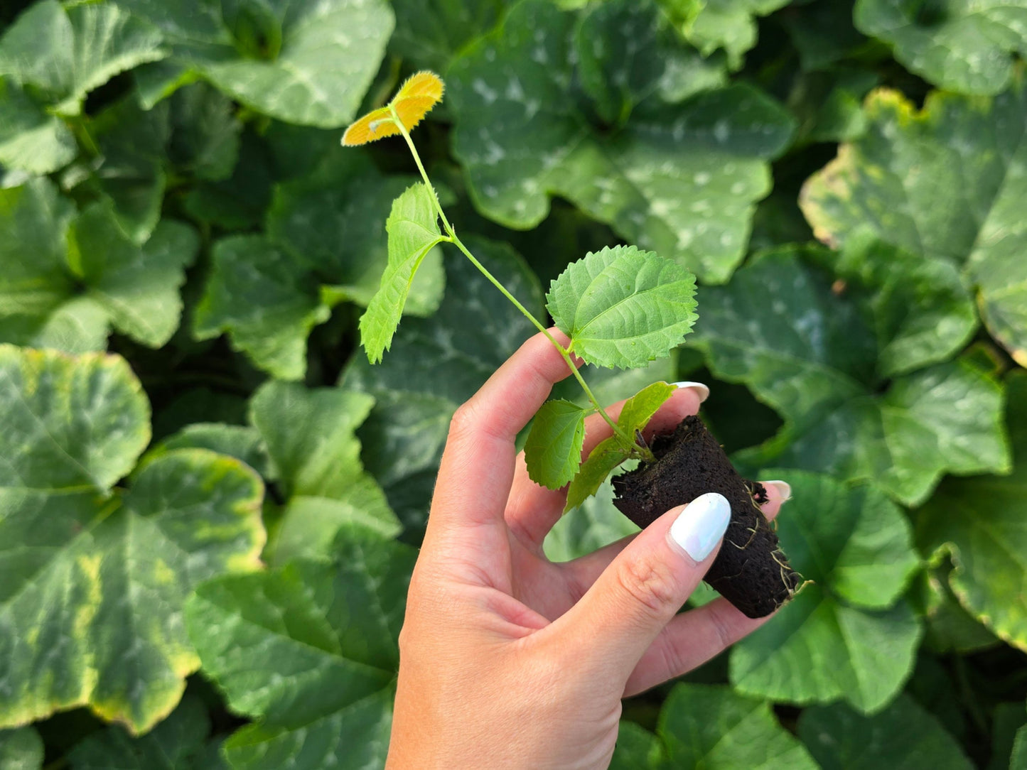Sherbert Berry aka India Berry aka Phalsa Starter Plant