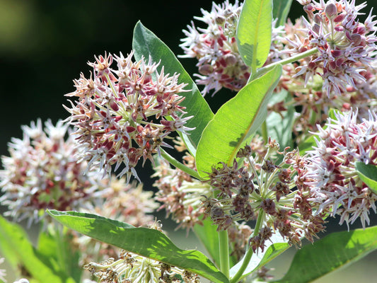 Showy Milkweed (Asclepias speciosa) Flower Seeds