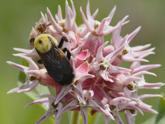 Showy Milkweed (Asclepias speciosa) Flower Seeds