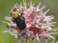 Showy Milkweed (Asclepias speciosa) Flower Seeds