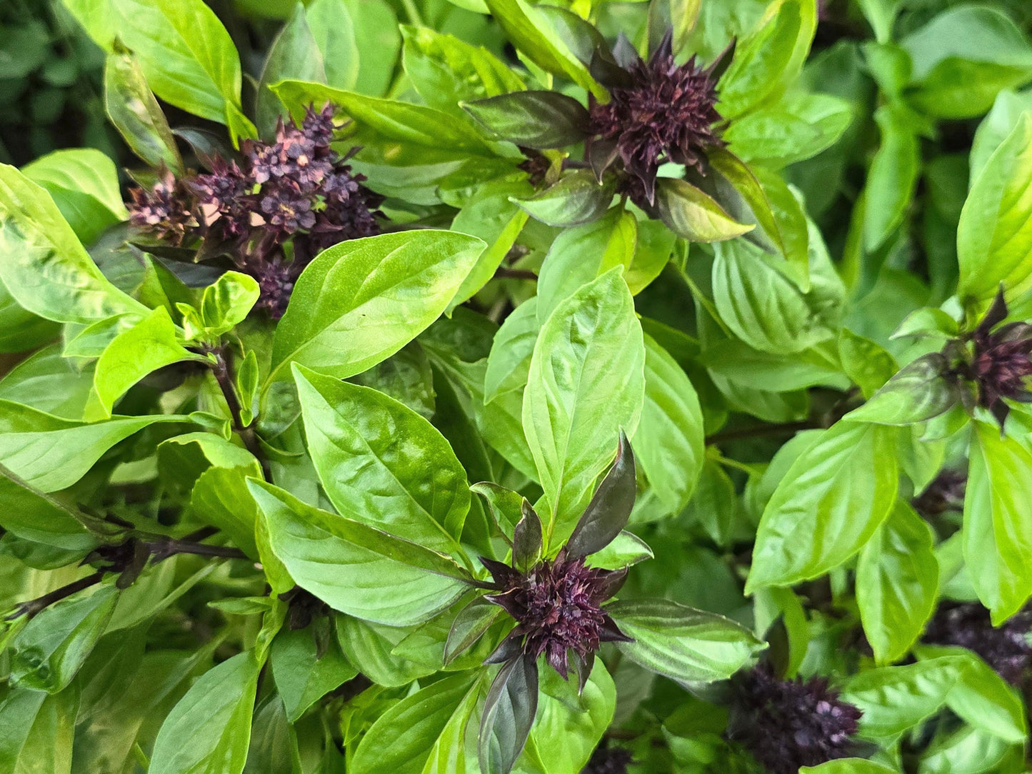 Siam Queen Thai Basil Seeds