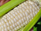 Silver King Hybrid Sweet Corn Seeds