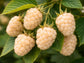Snowbank White Blackberry LIVE Starter Plant