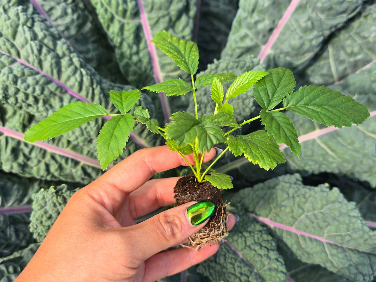 Snowbank White Blackberry LIVE Starter Plant