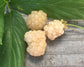 Snowbank White Blackberry LIVE Starter Plant