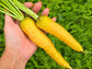 Solar Yellow Carrot Seeds