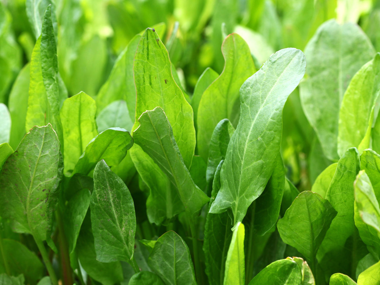 Large Leaf Sorrel Seeds