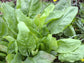 Large Leaf Sorrel Seeds