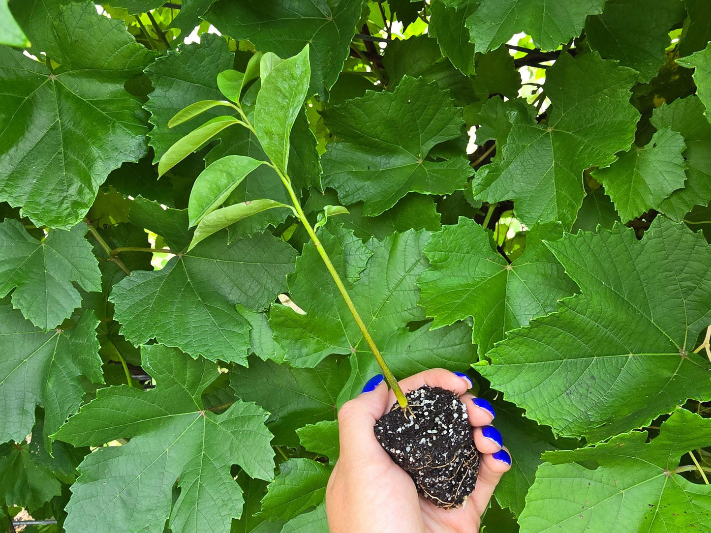 Colombian XL Soursop aka Guanabana Starter Plant