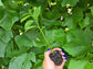 Colombian XL Soursop aka Guanabana Starter Plant