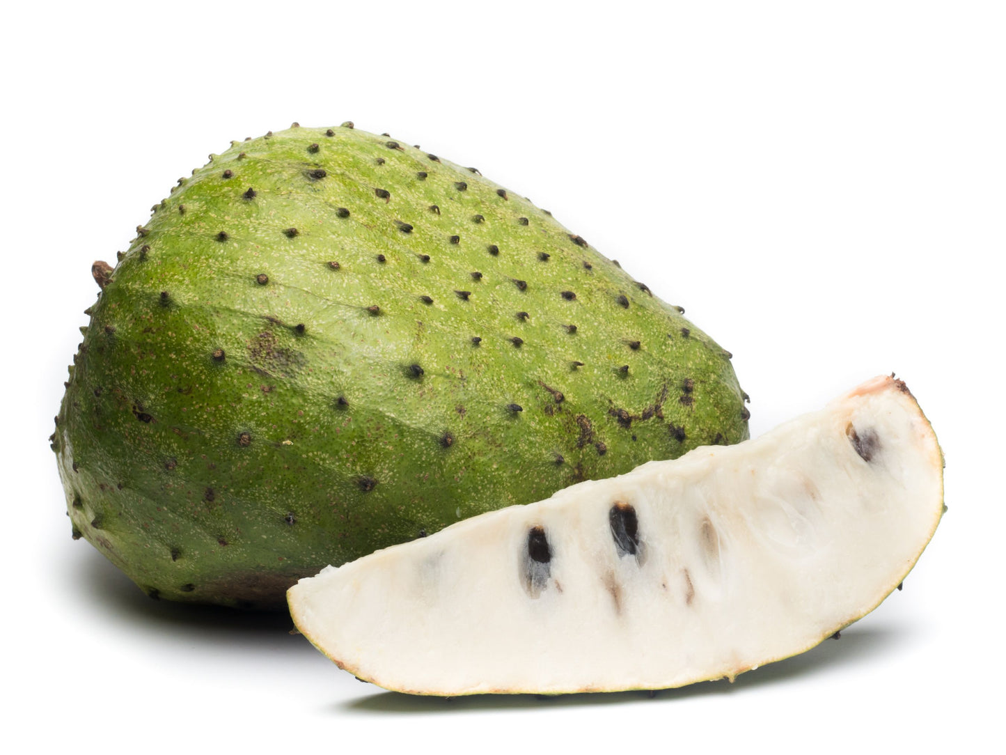 Colombian XL Soursop aka Guanabana Starter Plant