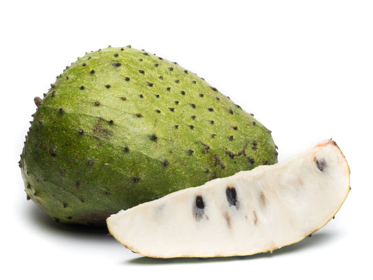 Colombian XL Soursop aka Guanabana Starter Plant