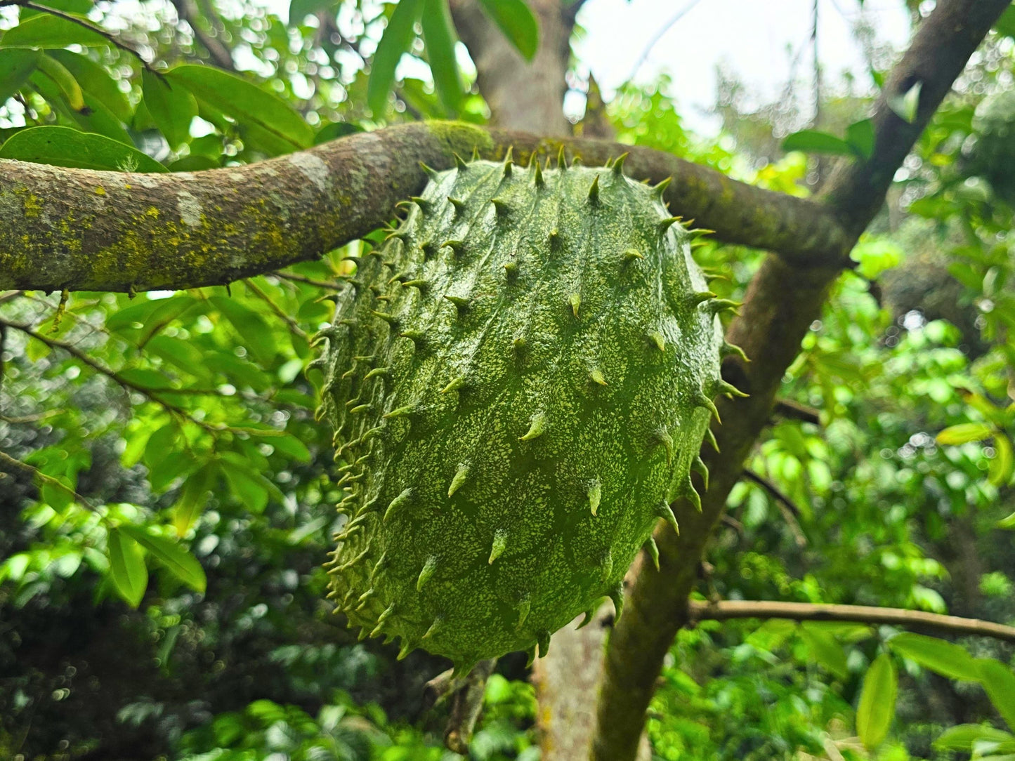 Colombian XL Soursop aka Guanabana Starter Plant