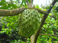 Colombian XL Soursop aka Guanabana Starter Plant
