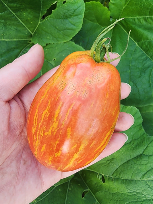 Speckled Roman Tomato Seeds