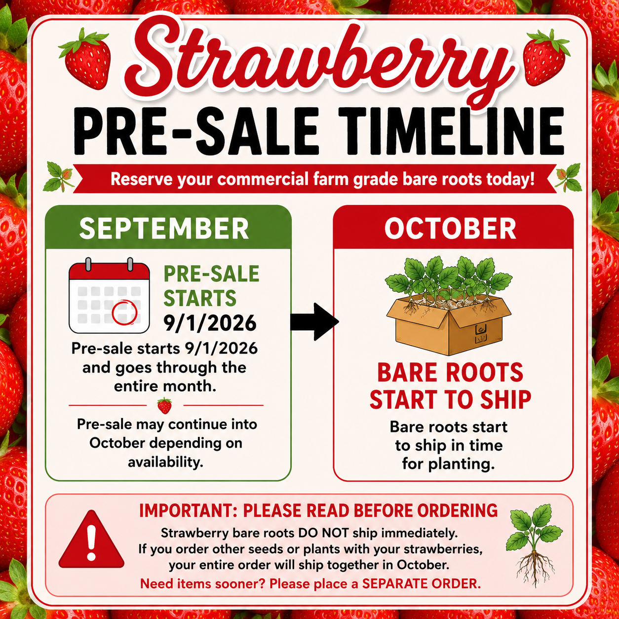 Strawberry Bare Roots - PRE SALE Bundle of 25 Bare Roots