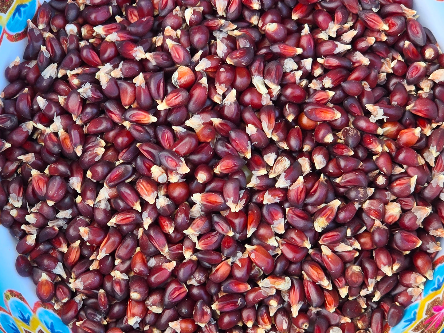 strawberry heirloom seeds Strawberry Popcorn Seeds – Red Heirloom for Small Spaces – Jerra's Garden