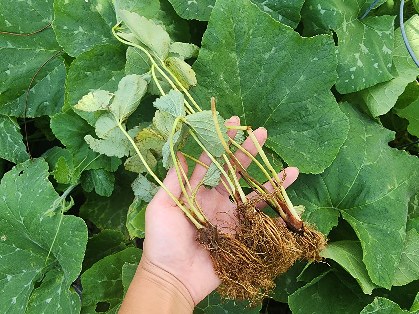 Strawberry Bare Roots - PRE SALE Bundle of 25 Bare Roots