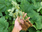 Strawberry Bare Roots - PRE SALE Bundle of 25 Bare Roots