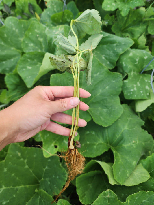 Fresh Strawberry Bare Roots - Sensation Strawberry Bundle of 25 Bare Roots