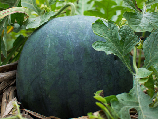 Sugar Baby Watermelon Seeds