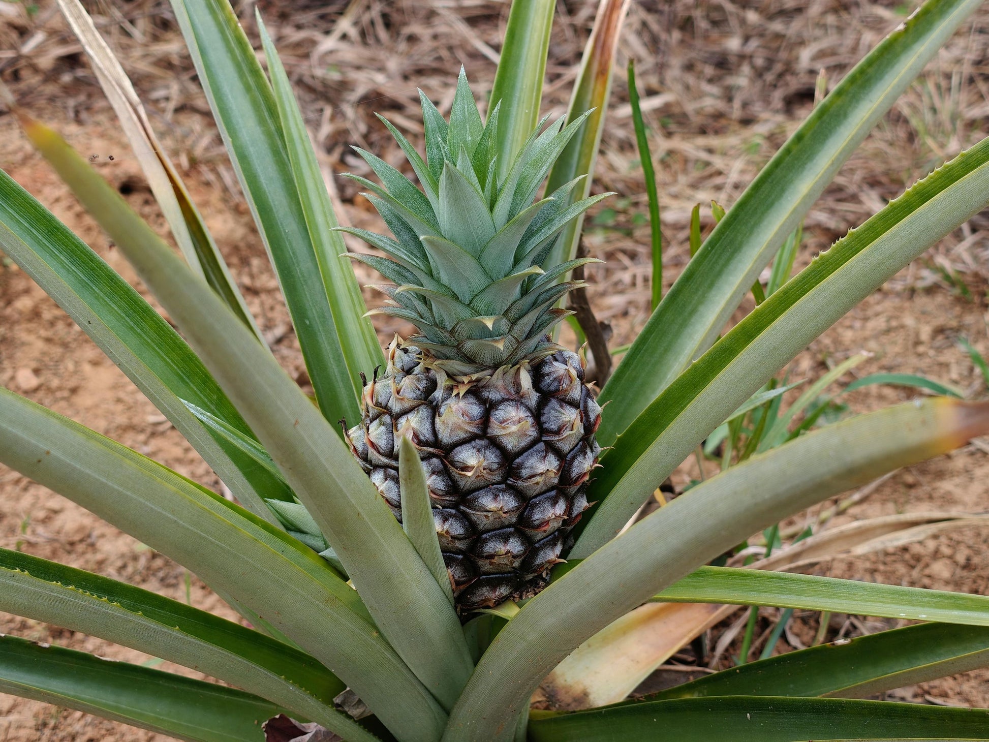 sweet pineapple plant Sugarloaf White Pineapple LIVE Plant