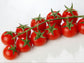 Suncherry Extra Sweet F1 Cherry Tomato Seeds