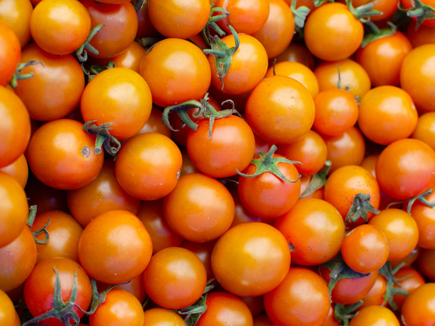 Sungold Hybrid Cherry Tomato Seeds