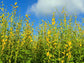Sunn Hemp Cover Crop Seeds