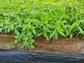 Sunn Hemp Cover Crop Seeds