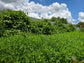 Sunn Hemp Cover Crop Seeds
