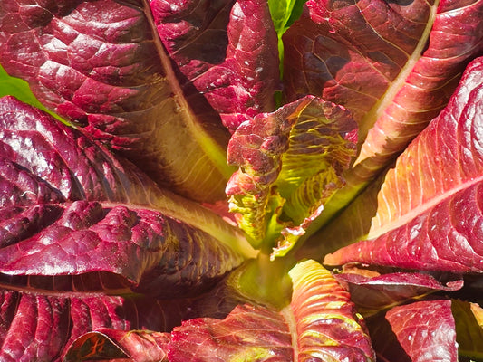 Super Red Romaine Lettuce Seeds