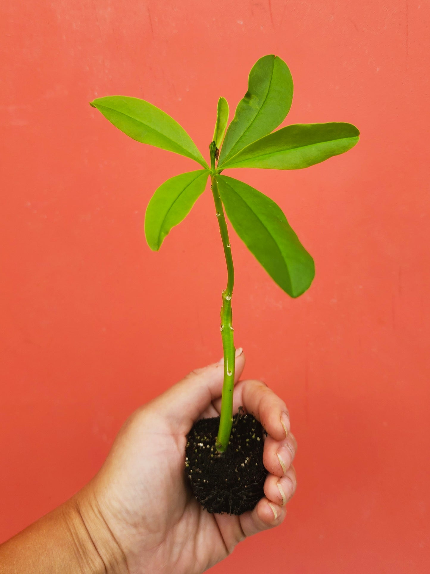 Surinam Spinach aka Waterleaf LIVE PLANT