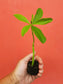 Surinam Spinach aka Waterleaf LIVE PLANT