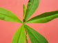 Surinam Spinach aka Waterleaf LIVE PLANT