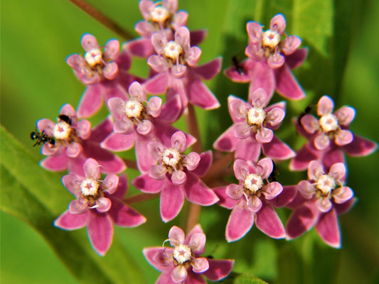 Swamp Milkweed (Asclepias incarnata) Flower Seeds