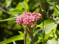 Swamp Milkweed (Asclepias incarnata) Flower Seeds