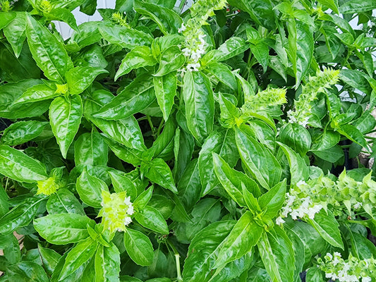Italian Sweet Basil Seeds