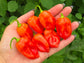 Sweet Datil Mild Pepper Seeds
